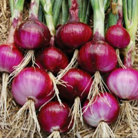 Free online html5 games - Onion Farm Land Escape HTML5 game - Games2rule 